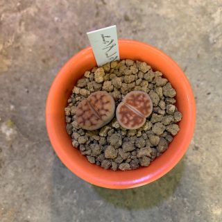 リトープス  トップレッド　メセン　多肉植物(その他)