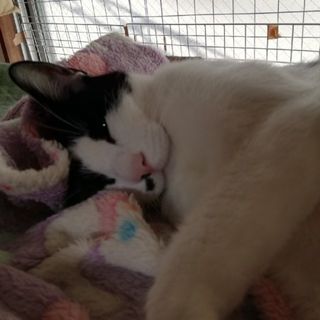 保護されましたニャン眠い〜 (=^・^=)(その他)