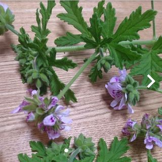 ５株 センテッドゼラニウム ハーブゼラニウム 蚊嫌草 蚊連草 蚊逃草(プランター)