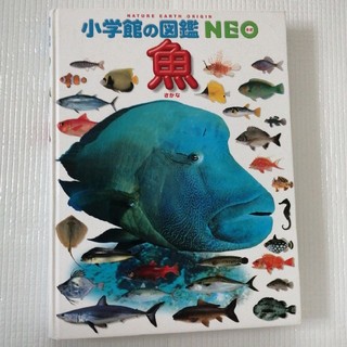 ショウガクカン(小学館)の小学館　図鑑　NEO 魚(語学/参考書)