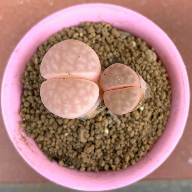 ゜'・:*☆。 Lithops  'reiwa-meme'゜'・:*☆。 ハンドメイドのフラワー/ガーデン(その他)の商品写真