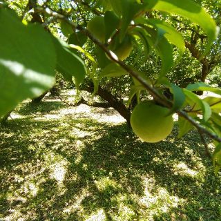 鹿児島県産 自然栽培 無肥料 無農薬 南高青梅 Lサイズ 2.5kg(フルーツ)