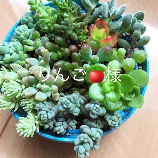 多肉植物　カット苗　寄せ植え　抜き苗(その他)