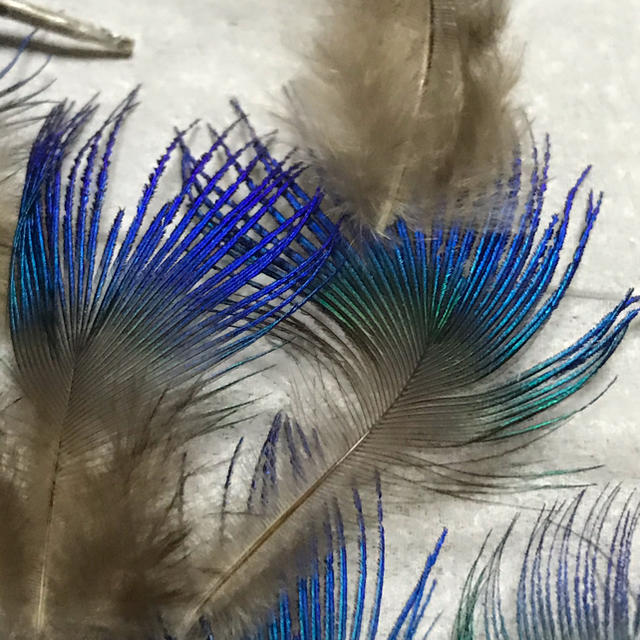 孔雀の羽根　🦚🦚綺麗な発色36 枚🦚🦚 ハンドメイドの素材/材料(各種パーツ)の商品写真