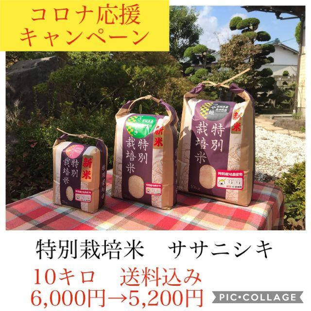 コロナ応援キャンペーン！！幻のお米✼宮城県産特別栽培ササニシキ10キロ 食品/飲料/酒の食品(米/穀物)の商品写真