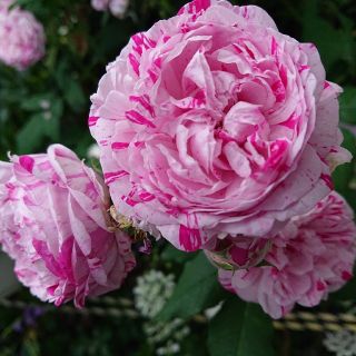 ツルバラ 薔薇 ばら バリエガタ ディ ボローニア挿し穂に挿し木用 カット3本(プランター)