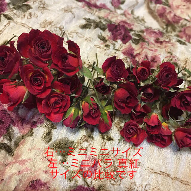 ミニミニ薔薇！ミニバラ ドライフラワー★20輪セット+おまけ2輪付き★小さな花 ハンドメイドのフラワー/ガーデン(ドライフラワー)の商品写真