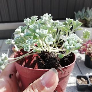 多肉植物　白雪ミセバヤ　抜き苗(その他)