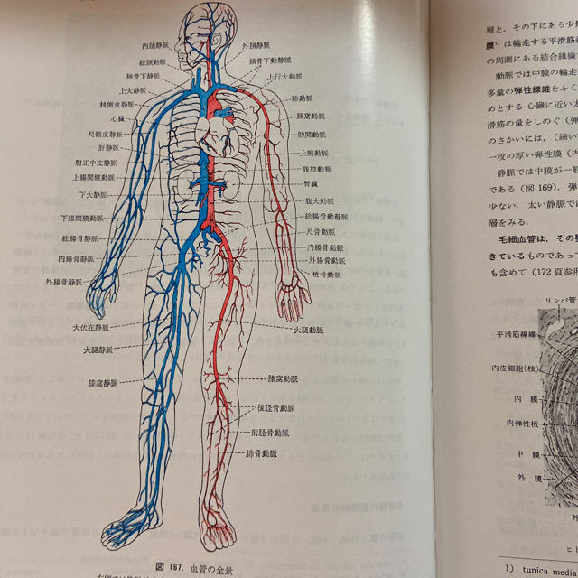 4年保証』 入門人体解剖学 revecap.com