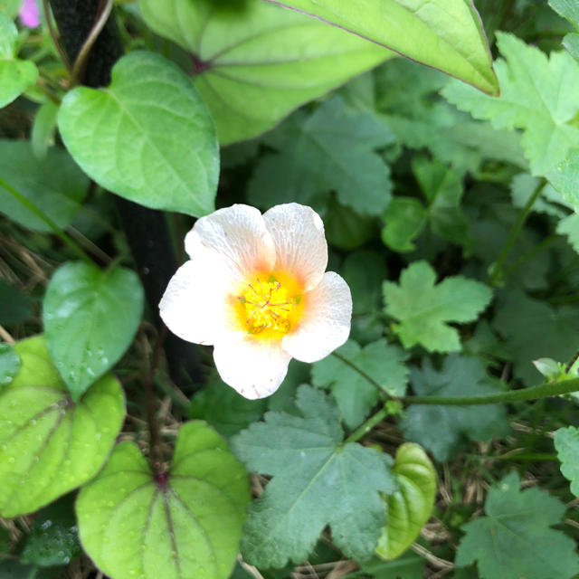 サーモンピンクのお花♪ マルバストマム 花苗　球根 ハンドメイドのフラワー/ガーデン(その他)の商品写真