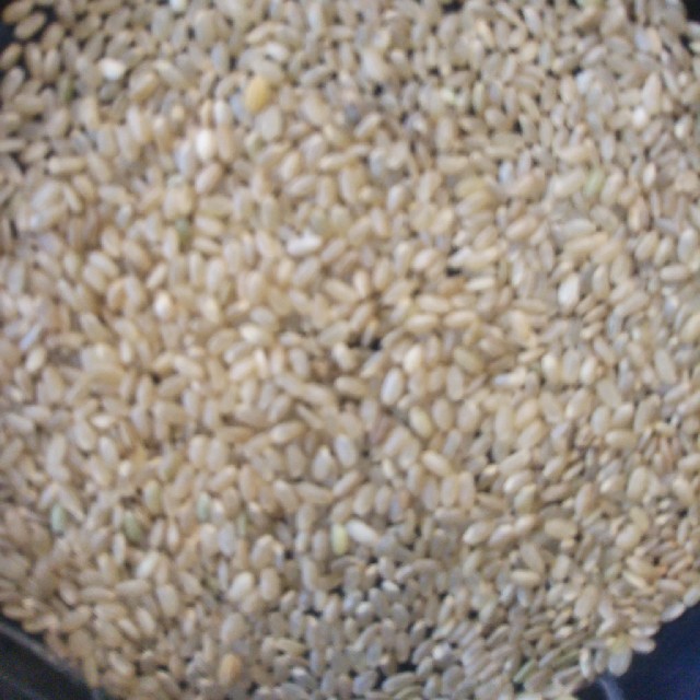 玄米　人気の新品種　２０Kg　米/穀物