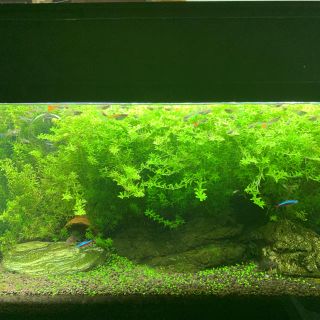 ADA＊水草＊パールグラス(アクアリウム)