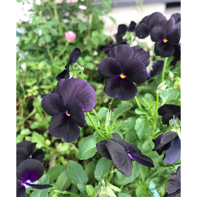 専用　　珍しい黒のビオラ　種10粒✖️２　寄せ植え　ギャザリングにも ハンドメイドのフラワー/ガーデン(その他)の商品写真