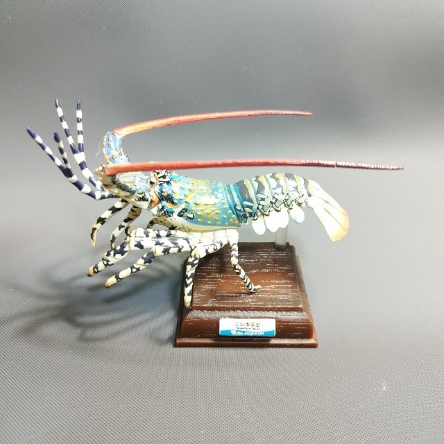 ニシキエビ ネイチャーテクニカラー-