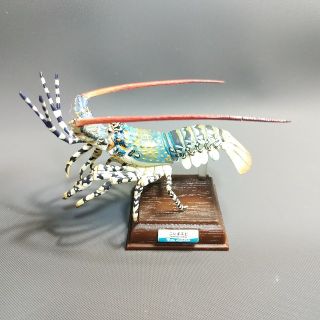 ニシキエビの通販 12点 フリマアプリ ラクマ ニシキエビの通販 12点 フリマアプリ ラクマ