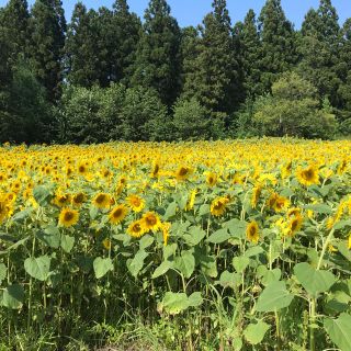 ，様　専用　ルビーセル(美容液)