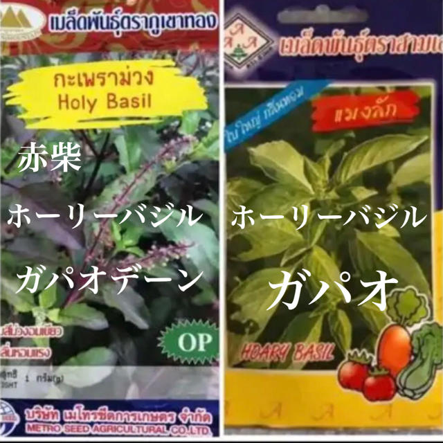 つくね様専用ホーリーバジル ガパオとガパオデーンの種の通販 By ナナ ラクマ つくね様専用ホーリーバジル ガパオとガパオデーンの種の通販 By ナナ ラクマ