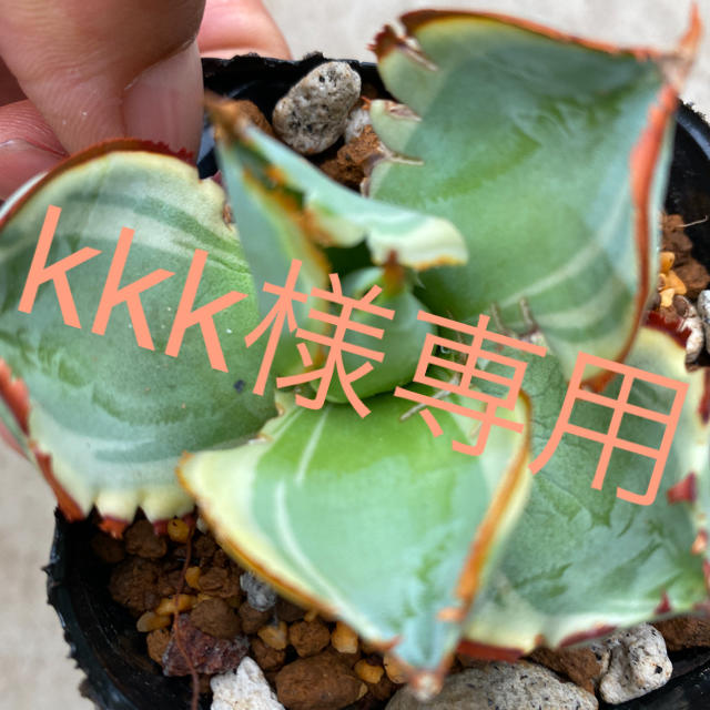 アガベ　王妃甲蟹錦　KKK様専用 ハンドメイドのフラワー/ガーデン(プランター)の商品写真