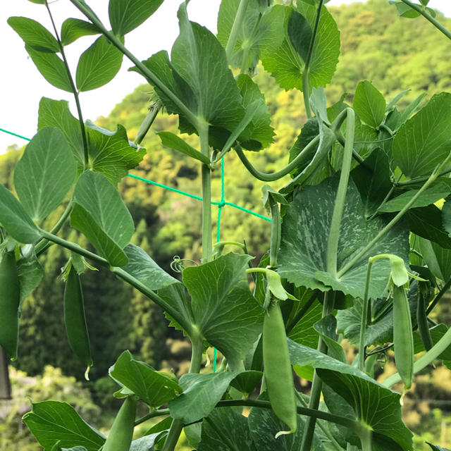 スナップエンドウ 食品/飲料/酒の食品(野菜)の商品写真