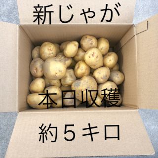 新じゃが　きたあかり　無農薬　約５キロ(野菜)