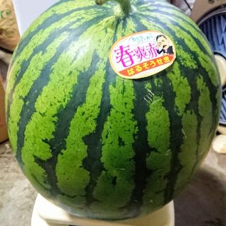 デカイ【送料込み】大玉12kg玉熊本産ハウススイカ☆“春漱石”秀品特サイズ(フルーツ)