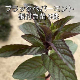 ブラックペパーミント 根付き苗(野菜)