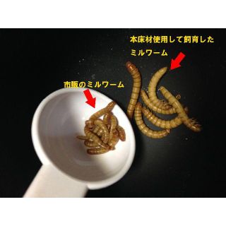 【ミルワームフード】消臭成分＆乳酸菌配合 ミルワーム用 床材 500ｇ (爬虫類/両生類用品)