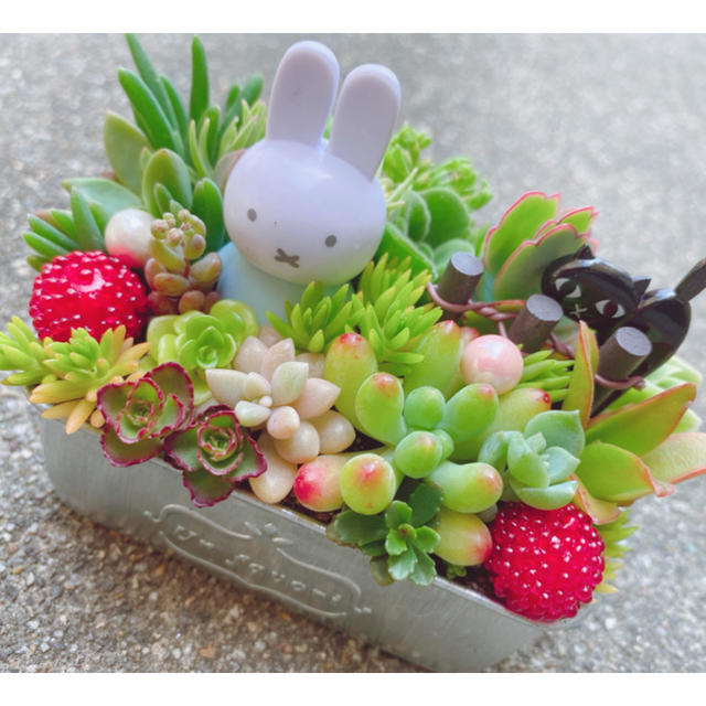 ★★モリモリ❤️可愛い★ミッフィー★寄せ植え★このまま飾れます★多肉植物 ハンドメイドのフラワー/ガーデン(その他)の商品写真