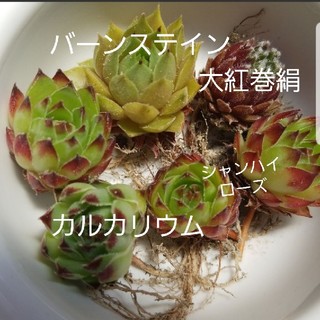 多肉植物 センペルビウム 4種類の通販 by akian 's shop｜ラクマ