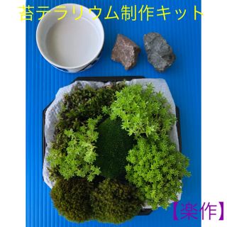 天然苔詰め合せ&岩石&小皿(その他)