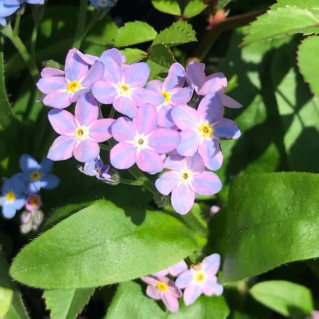 珍しい色のわすれな草の種　No1  10粒　寄せ植え　ギャザリングにも ハンドメイドのフラワー/ガーデン(その他)の商品写真