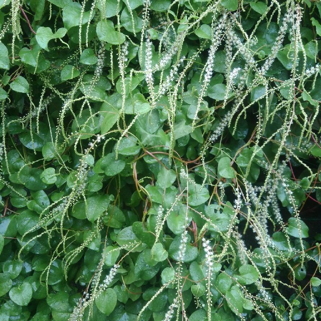 【健康野菜】おかわかめ抜き苗 ２つ 40センチ 食品/飲料/酒の食品(野菜)の商品写真