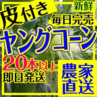 0525/003 ベビー 子供 おやつ 野菜  ヤングコーン(野菜)