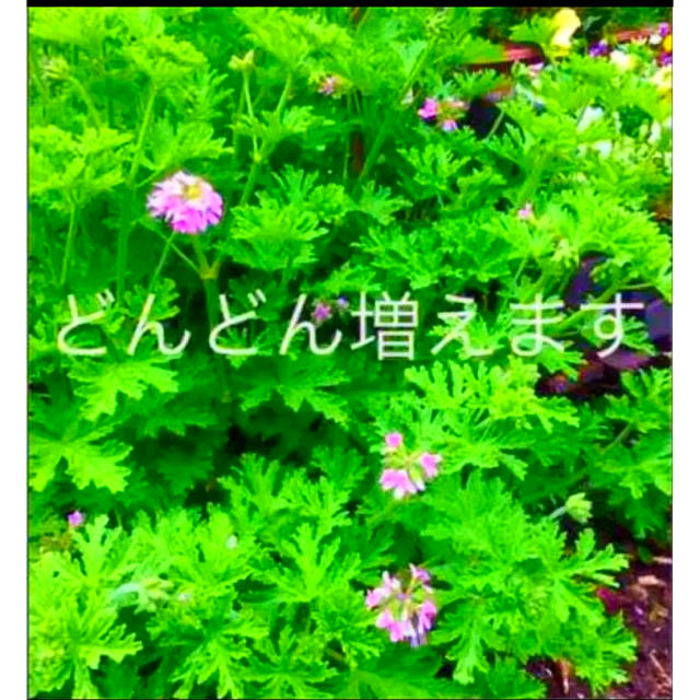 カレン草　蚊嫌草　センテッドゼラニウム　10＋α ハンドメイドのフラワー/ガーデン(その他)の商品写真