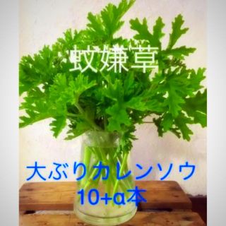 カレン草　蚊嫌草　センテッドゼラニウム　10＋α(その他)