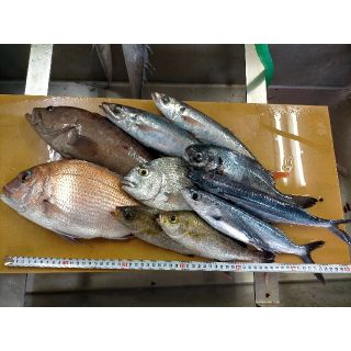 朝どれ鮮魚セット(その他)