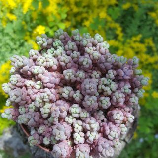 多肉植物　パープルヘイズ　値下げしました。(その他)