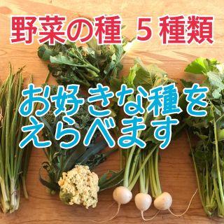 野菜の種 ５種類(野菜)