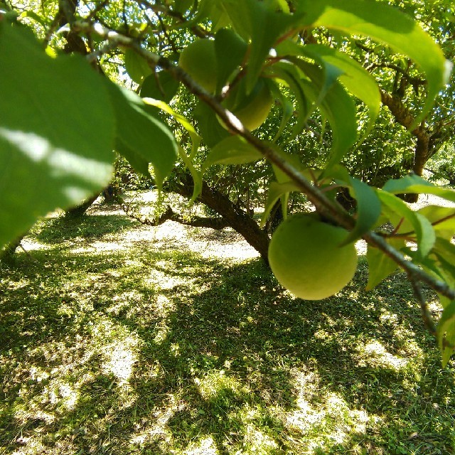 鹿児島県産 自然農法栽培 無肥料 無農薬 南高青梅 Lサイズ 3kg 食品/飲料/酒の食品(フルーツ)の商品写真