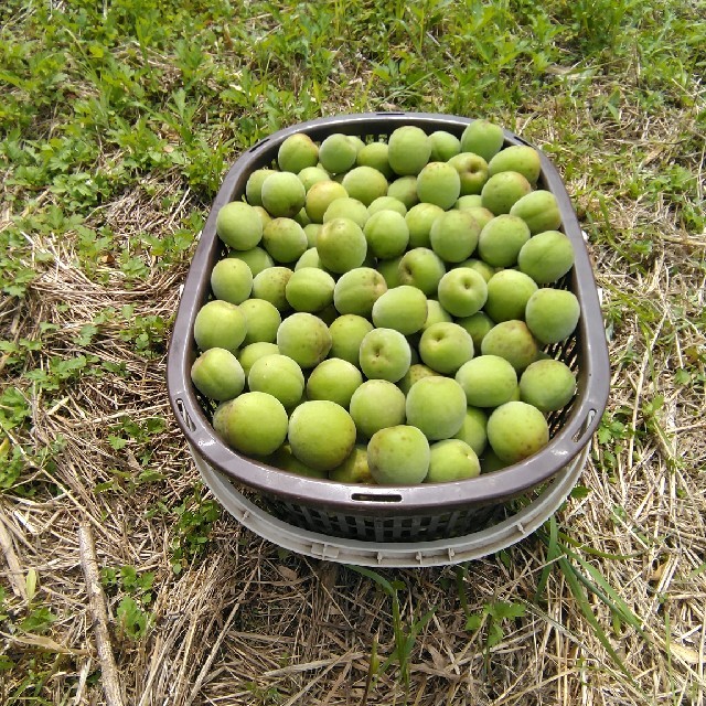 鹿児島県産 自然農法栽培 無肥料 無農薬 南高青梅 Lサイズ 3kg 食品/飲料/酒の食品(フルーツ)の商品写真