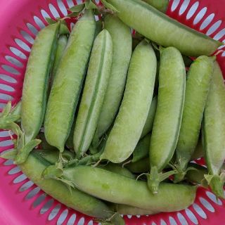 岡山県産  新鮮野菜  うすいえんどう  740グラム  無農薬(野菜)