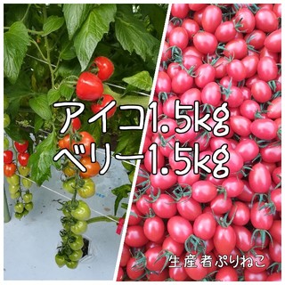 トマトベリー1.5kg アイコ1.5kg ミニトマト 農家直送(野菜)