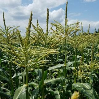 山梨県産 ヤングコーン 朝採り ベビーコーン(野菜)