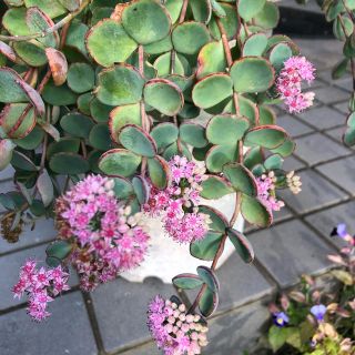 ミセバヤ  多肉植物  ④(その他)