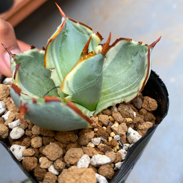 【けします】 多肉植物：アガベ 甲蟹錦（カブトガニニシキ）*幅11cm 現品！一品限り :s11913v:遊恵盆栽 !店 - 通販 - けし