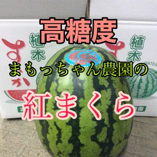 高糖度　紅まくら　1玉入り　7kg  (フルーツ)