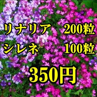 リナリア（姫金魚草）の種200粒とシレネ・ピンクパンサーの種100粒(その他)