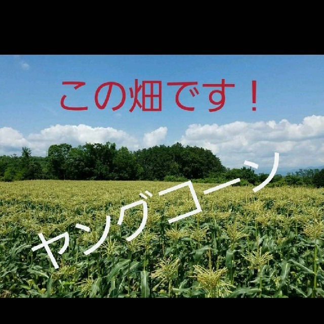 🌽山梨県産🌽ヤングコーン🌽朝どり発送🌽 食品/飲料/酒の食品(野菜)の商品写真