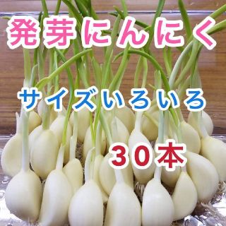 発芽にんにく　30本(野菜)