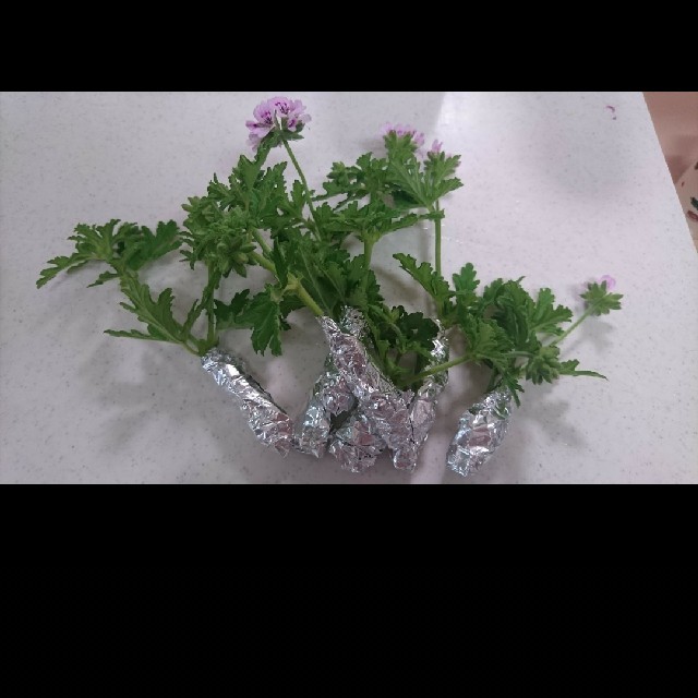 センテッドゼラニウム ハーブ ローズゼラニウム 蚊連草 蚊嫌草 蚊逃草 の通販 By S Shop ラクマ